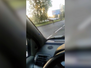 Жители Ярославля сняли на видео "спешащего на учебу" лося