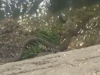 Огромная змея напугала отдыхающих на озере в Пятигорске