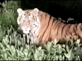 Амурский тигр полакомился клубникой в огородах приморцев