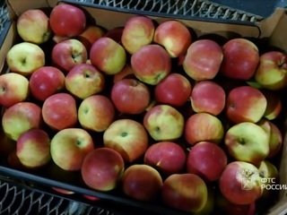В Смоленскую область незаконно пытались ввезти опасные яблоки и томаты