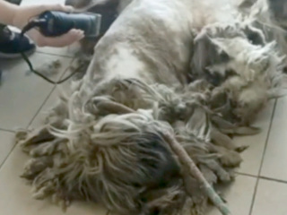 В Иркутске постригли страшно заросшую бездомную собаку