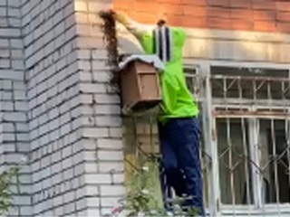 Жителей ярославской многоэтажки атаковали пчелы