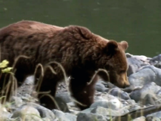 В Кузбассе снова заметили медведя