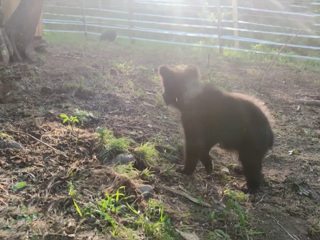 В Алтайском крае открыли ясли для осиротевших медвежат