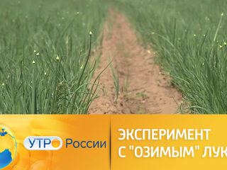 Утро России. Эксперимент с озимым луком