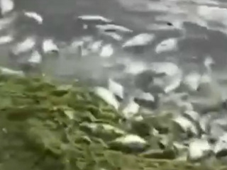 В Дагестане по неизвестной причине произошел массовый замор рыбы