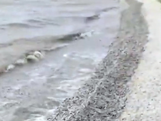 Берег Ростовского водохранилища усыпан тоннами мертвой рыбы