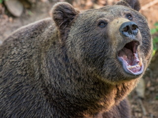Опасный отпуск: в Амурской области медведь неделю держал в страхе базу отдыха
