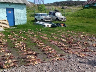 430 кг конечностей камчатского краба изъяла ФСБ в Мурманской области