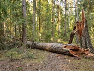 Прибило насмерть: в Башкирии на женщину упало дерево
