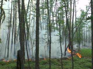 За сутки площадь лесных пожаров в Якутии выросла на 40 тысяч гектаров