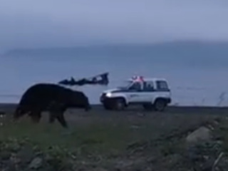 Медведь разгуливал по поселку на глазах изумленных сахалинцев