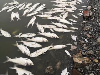 Под Северодвинском произошла массовая гибель рыбы