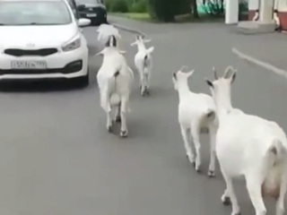 В Москве сняли на видео прыгавших по машинам коз