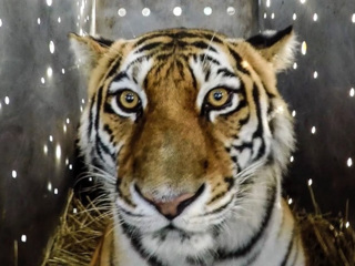В Амурской области выпустили на волю тигрицу