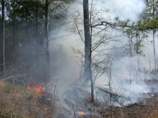 На территории Карелии горит более 15 тысяч га леса
