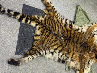 Продажу шкуры и других частей амурского тигра пресекли в Приморье