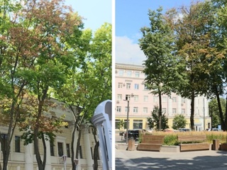 Трагедия Воронежа: в Пушкинском сквере засохли деревья