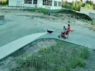 В Воронеже нападение стаи собак на семью с коляской попало на видео