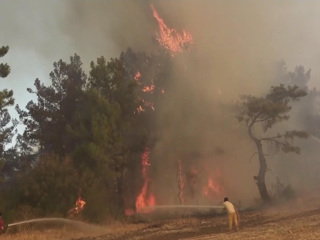 В Турции нашли ответственных за лесные пожары