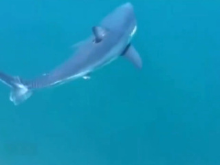 В Калифорнии мужчина стал жертвой нападения акулы