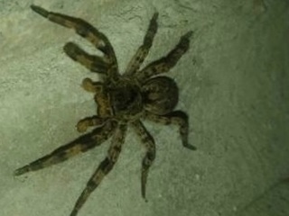 Тарантул против богомола: в Самаре засняли битву паука с насекомым