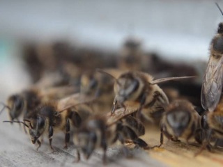 Гибелью нескольких миллионов пчел в Красноярском крае займется СК