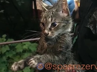 На севере Москвы спасли котенка, смытого с крыши в водосток. Видео