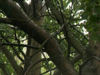 Вести. В одном из парков Петербурге на 83-летнюю женщину упало дерево