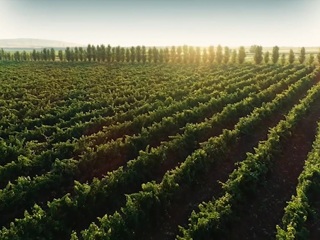 В Дагестане посадят 919 га виноградников