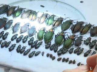 В Хабаровском крае обнаружили новые виды насекомых