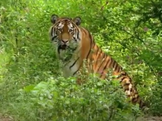 Уникальные кадры встречи: в заповеднике Владивостока замечен новый тигр