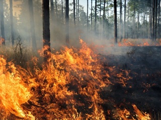 Режим ЧС, введенный в связи с лесными пожарами в Иркутской области, снят