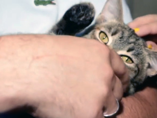 Семья из Швейцарии прилетела в Иркутск, чтобы забрать котенка из приюта