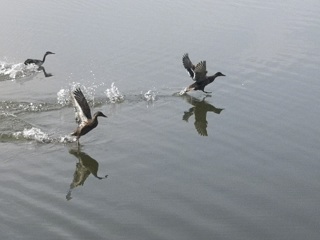 Забег по воде: челябинские утки устроили свою Олимпиаду