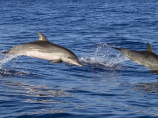 Бесплатное шоу. Дельфины порадовали отдыхающих на берегах Анапы