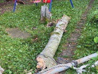 Рухнувшее дерево убило маленькую девочку на севере Подмосковья