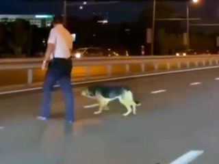 Казанский гаишник помог испуганной собаке перейти дорогу