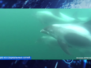 Гонки с моторной лодкой: в Баренцевом море дельфины спели рыбаку