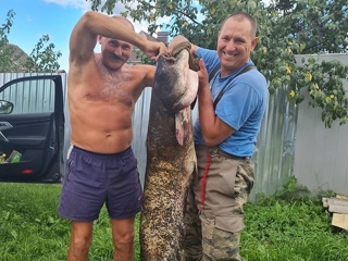 Смоленские рыбаки выловили из Днепра огромного монстра весом 36 кг