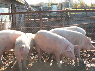 В селе на Амуре выявили крупный очаг свиной чумы