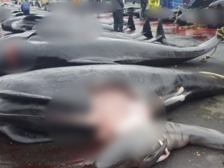 Массовое убийство дельфинов: люди в красной от крови воде