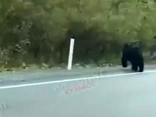 Кузбасские водители сняли на видео встречу с медведем