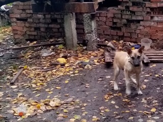 Без воды и еды: в Ржеве неравнодушные взяли щенка, привязанного к трубам теплотрассы