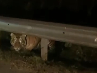 В Приморье тигр внимательно присмотрелся к людям в автомобиле