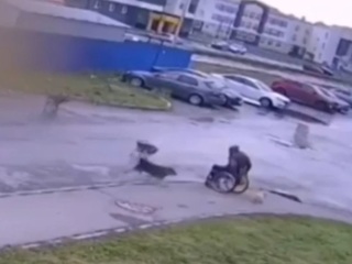 Инвалид-колясочник защитил своего пса от стаи бродячих собак