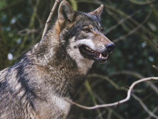 Голодный волк атаковал собаку в Великом Устюге