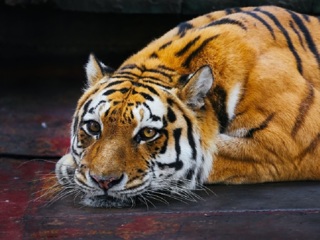 Самые красивые: тигр и тигрица стали 