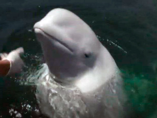 Законопроект о запрете вылова китов поддержан правительством РФ