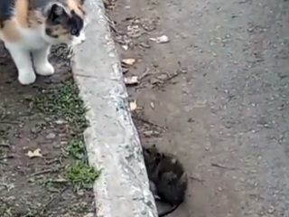 В Татарстане засняли очень боевую крысу, кошкам не повезло